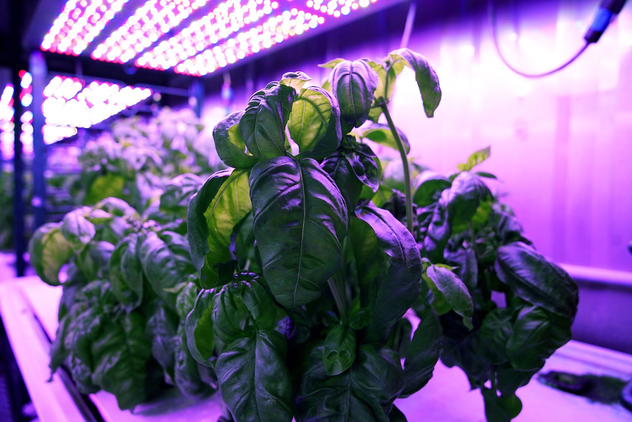 Researchers in MIT’s Open Agriculture Initiative grow basil under controlled environmental conditions to study how taste and other features are affected. Courtesy: Melanie Gonick, MIT