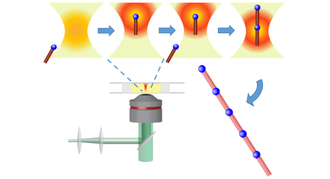 Focused laser light generates an optical “tractor beam,” which can manipulate and orient semiconductor nanorods (red) with metal tips (blue) in an organic solvent solution. The energy from the laser superheats the metallic tip of the trapped nanorod, allowing the aligned nanorods to be welded together end-to-end in a solution-based “nanosoldering” process. Courtesy: University of Washington