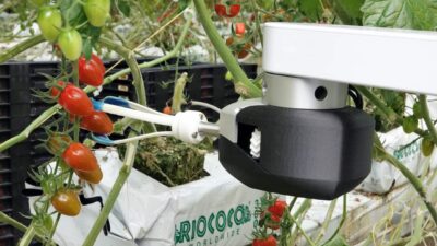 Sophisticated vision sensing, artificial intelligence and custom end-of-arm tooling enable a robot to harvest ripe produce directly from the vine. Courtesy: Root AI/RIA