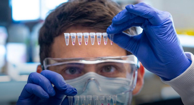 Researchers from the BioFrontiers Institute at CU Boulder have developed a saliva-based COVID-19 test which changes colors, from pink to yellow, when it is positive. Courtesy: Glenn Asakawa, University of Colorado Boulder