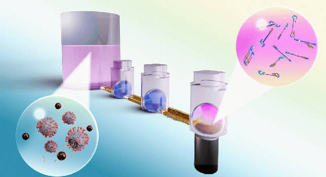 OIL-TAS technology enables integrated RNA extraction and detection of SARS-CoV-2 on a single device. The process begins with lysing and capturing viral RNA onto magnetic beads (large pink well on left), followed by magnetically transporting the beads through two washing liquids (blue droplets) and into a final detection solution (small pink droplet on right), where a reaction amplifies the viral RNA for detection. Courtesy: Terry Juang, University of Wisconsin-Madison