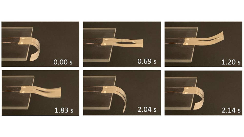 Researchers from North Carolina State University have come up with a new design for thermal actuators, which can be used to create rapid movement in soft robotic devices. Courtesy: Shuang Wu, North Carolina State University
