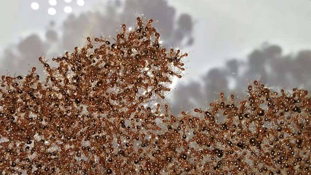Fire ants in a raft. Courtesy: Vernerey Researcher Group, CU Boulder