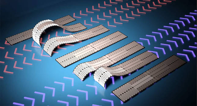 The caterpillar-bot’s movement is driven by a novel pattern of silver nanowires that use heat to control the way the robot bends, allowing users to steer the robot in either direction. Courtesy: North Carolina State University