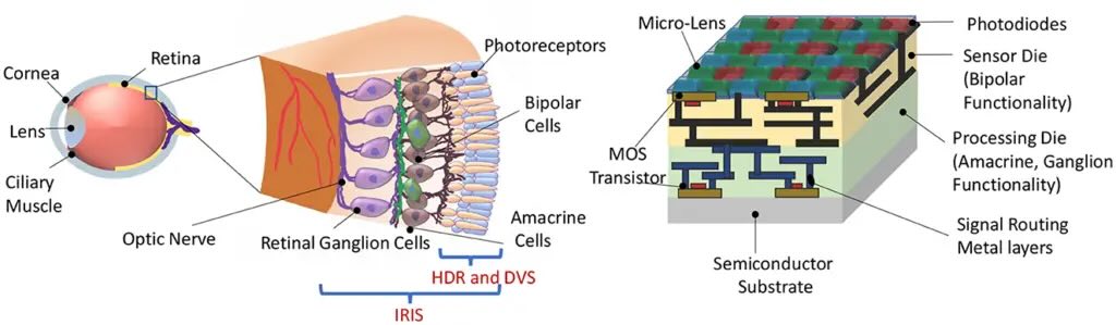 The new sensor designed by the IRIS project is directly inspired by recent findings on how human and animal retinas pre-process visual information. 