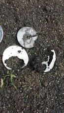 Remnants of antenna from zinc shell; note stainless steel rivet attaching aerial to sintered carbon steel base component. Courtesy: Linden Duncan