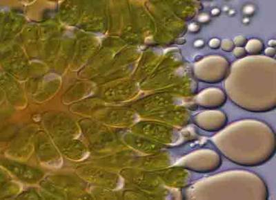 The study of fuel extraction from biomass is will be undertaken between ExxonMobil and The University of Wisconsin-Madison under a two-year agreement. Courtesy: ExxonMobil